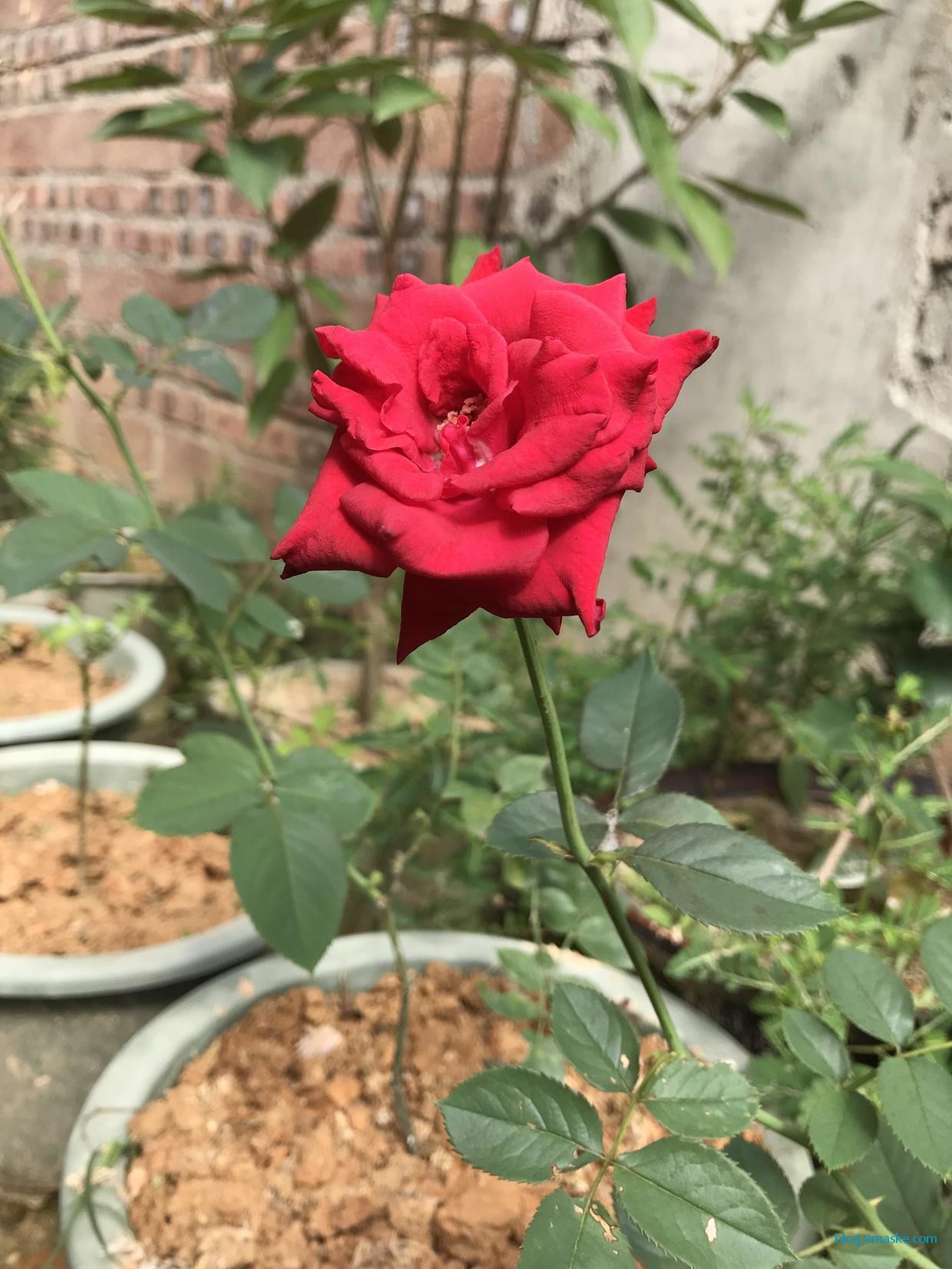 艳丽的玫瑰